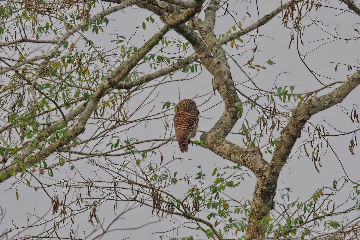 Asian Barred Owlet - ML612327826