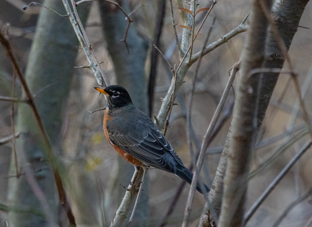 Zozo papargorria - ML612327835