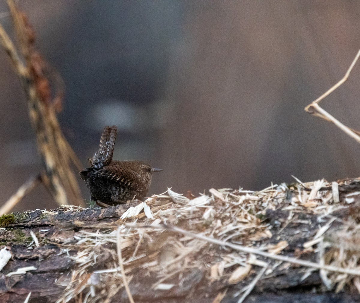 Winter Wren - ML612327837