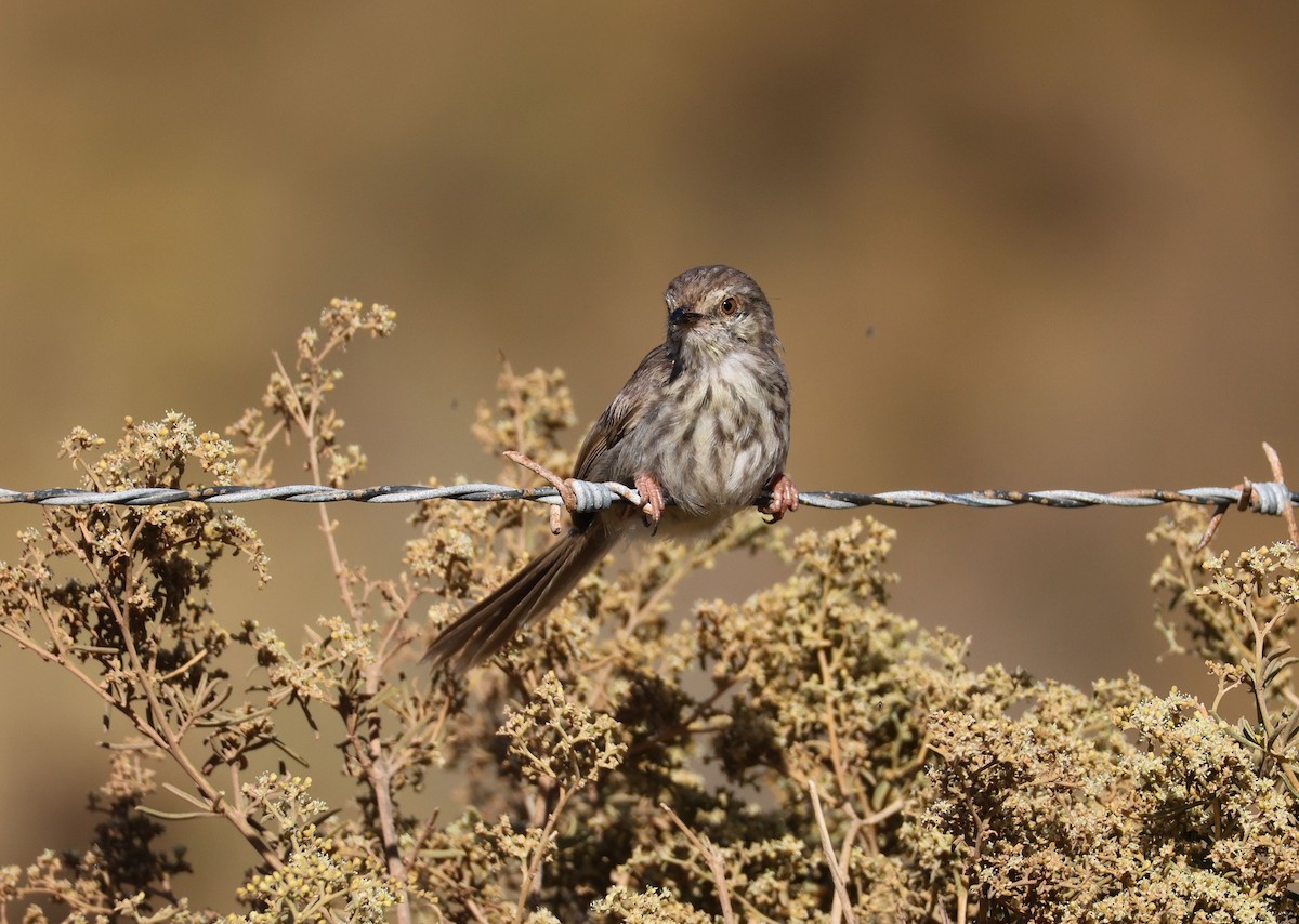 Prinia del Karoo - ML612327840