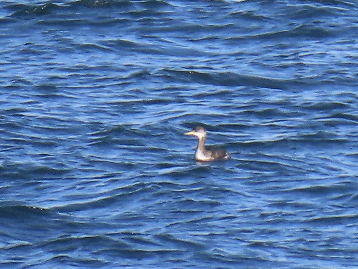 Буурал шунгуур - ML612327841