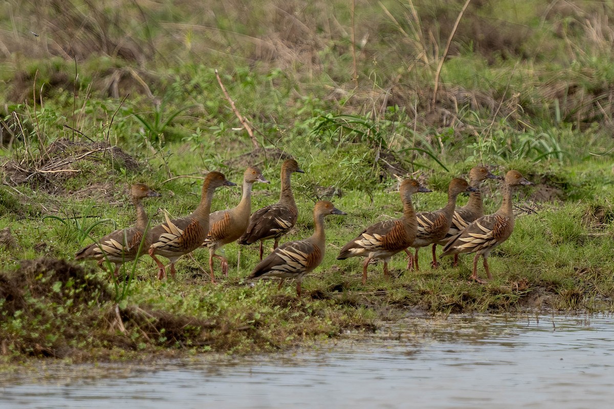 Plumed Whistling-Duck - ML612327844