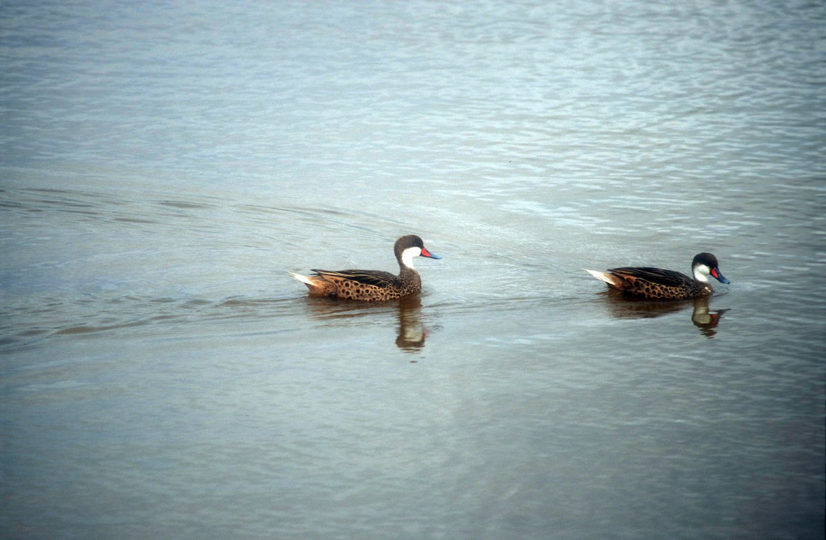 White-cheeked Pintail - Guy RUFRAY