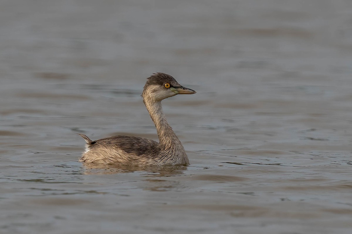 Australasian Grebe - ML612327862