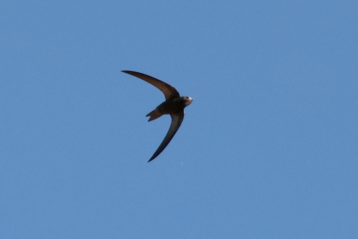 Common Swift - ML612327870