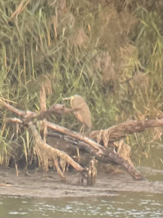 Bare-throated Tiger-Heron - ML612327911