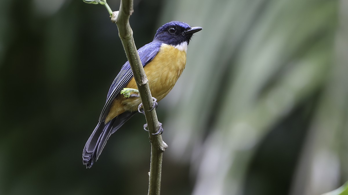 Sulawesi Blue Flycatcher (Tanahjampea) - ML612327953