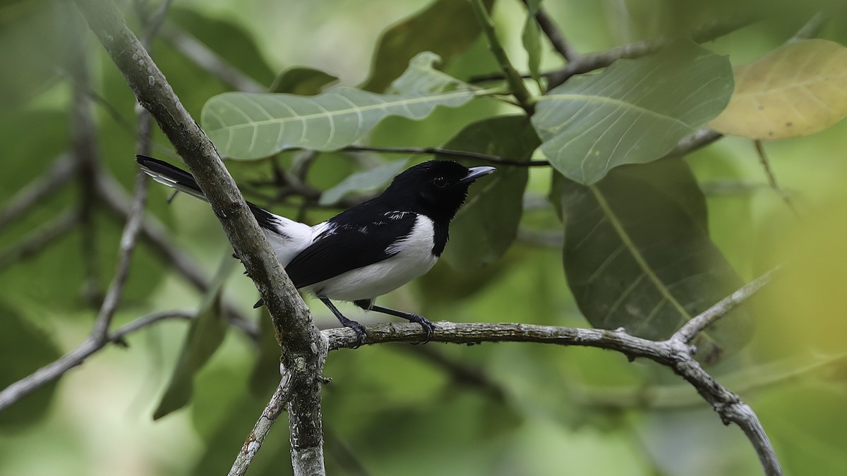 White-tipped Monarch - ML612327966