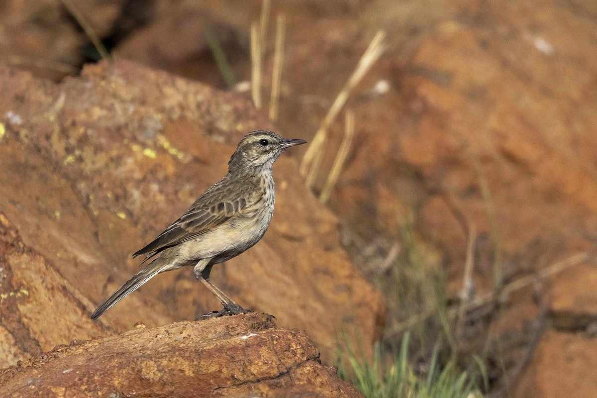 Mountain Pipit - Niall D Perrins