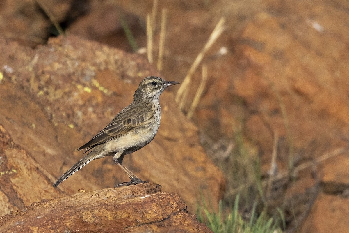 Mountain Pipit - ML612327967