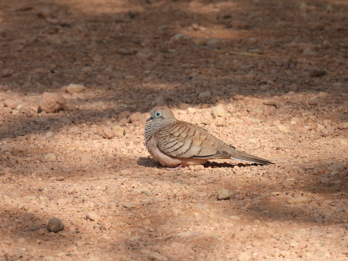 Peaceful Dove - Helen Erskine-Behr