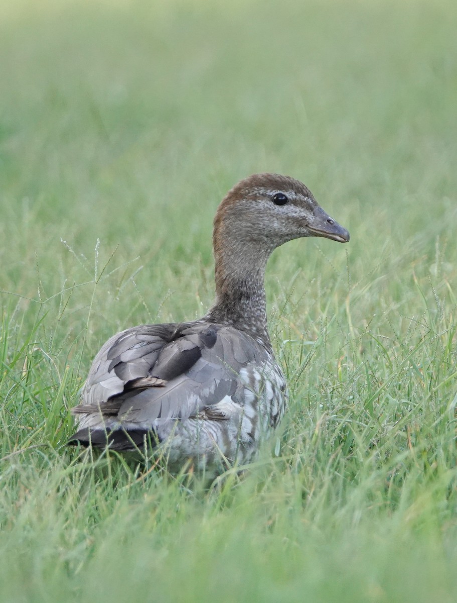 Maned Duck - ML612328015