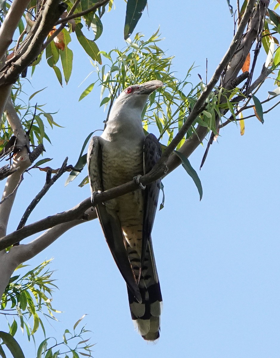 Channel-billed Cuckoo - ML612328018