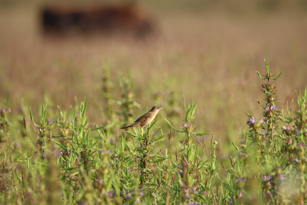 Bristled Grassbird - ML612328019