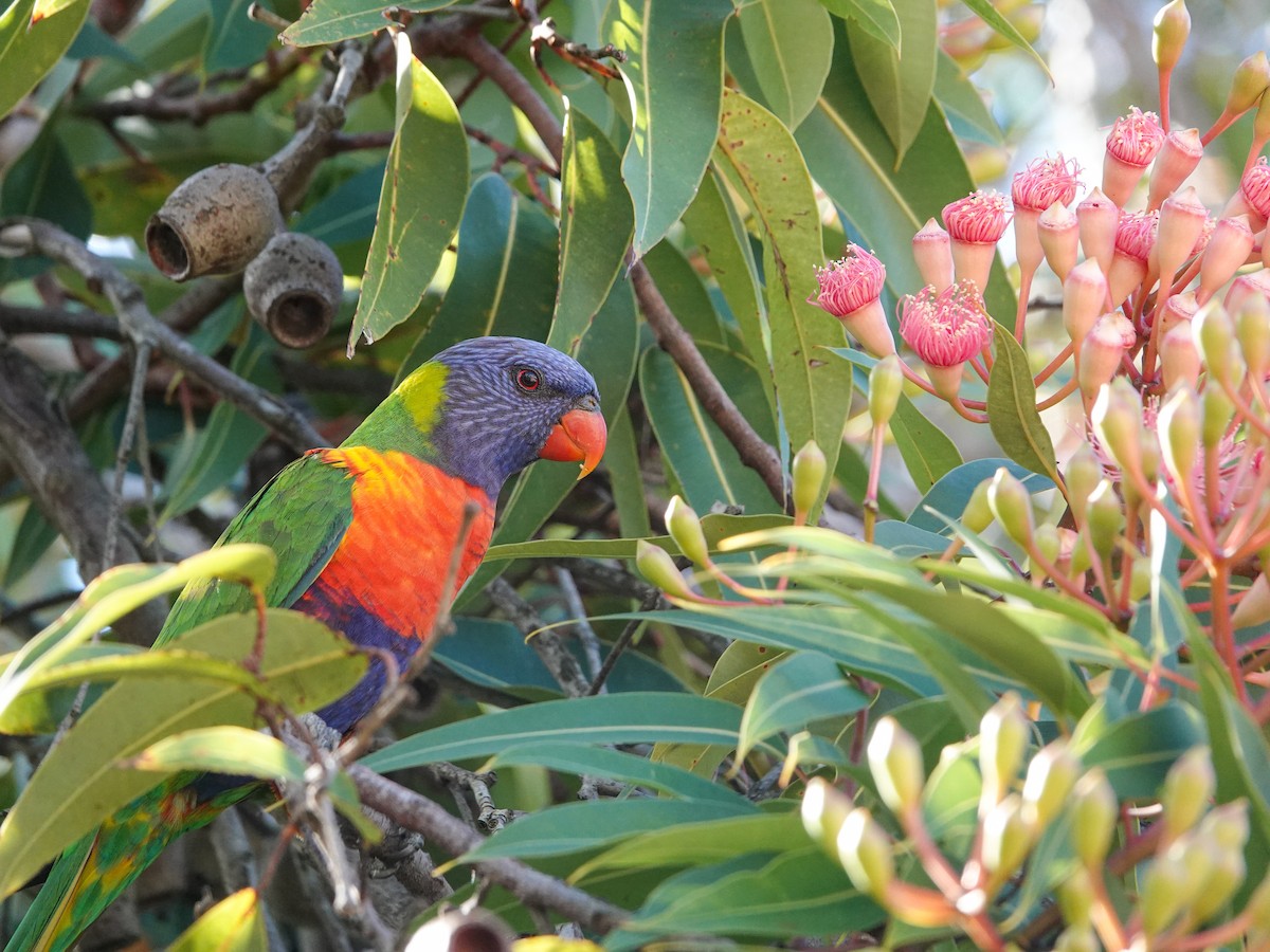 Rainbow Lorikeet - ML612328030