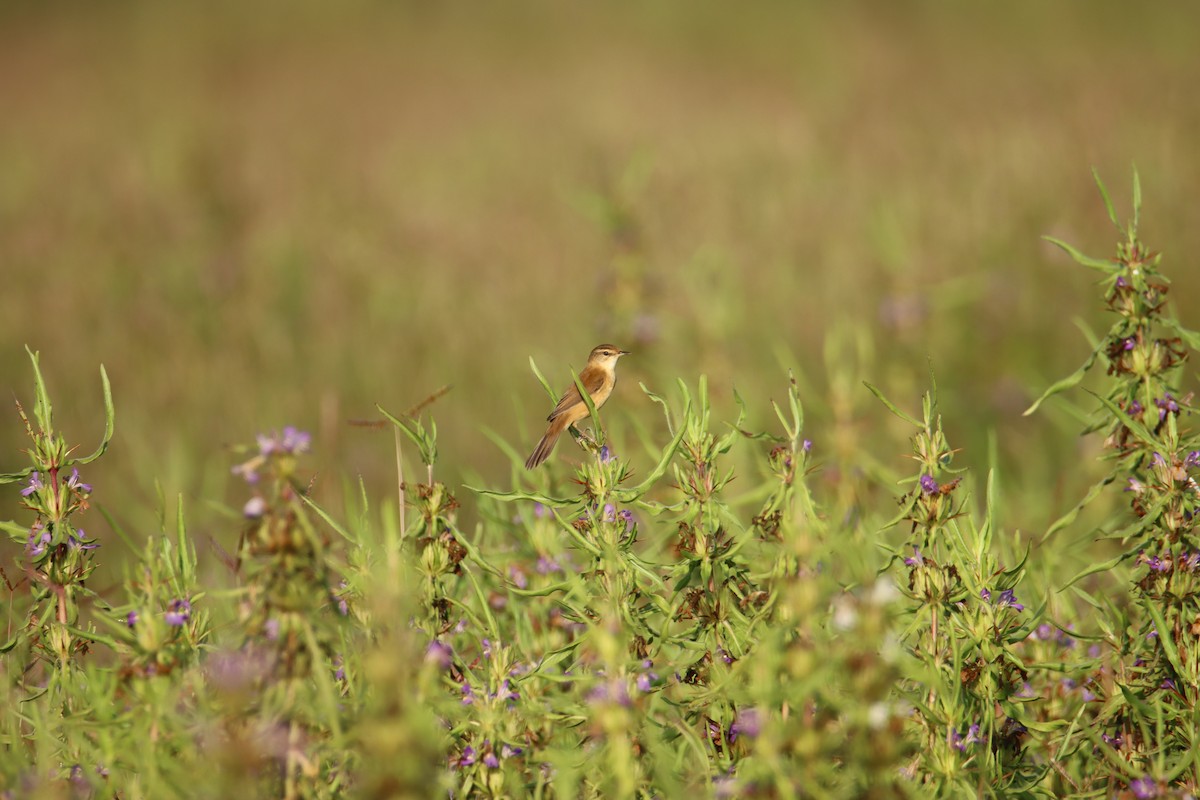 Paddyfield Warbler - ML612328037