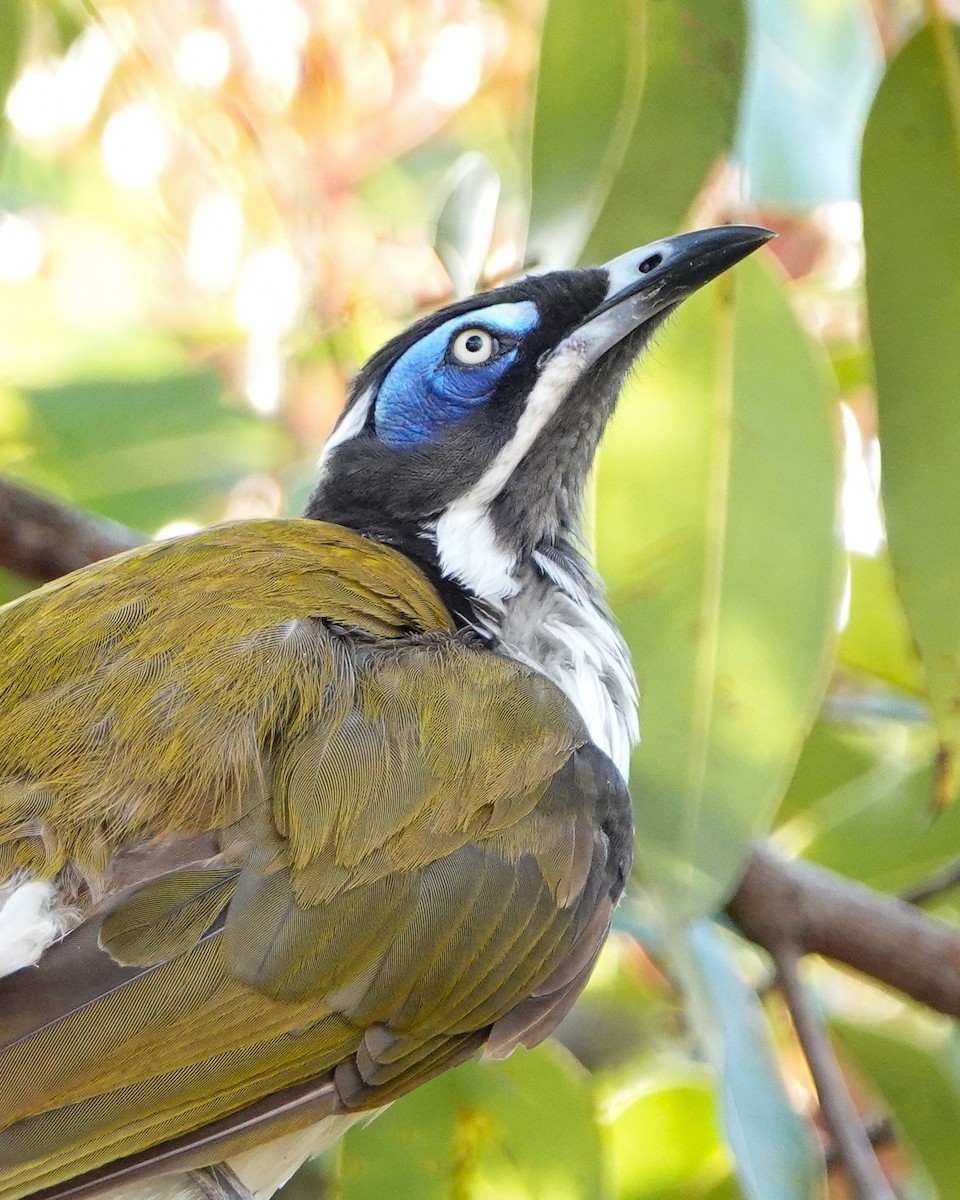 Blue-faced Honeyeater - ML612328041