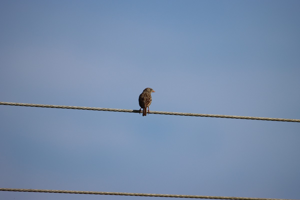 Gray-necked Bunting - ML612328042