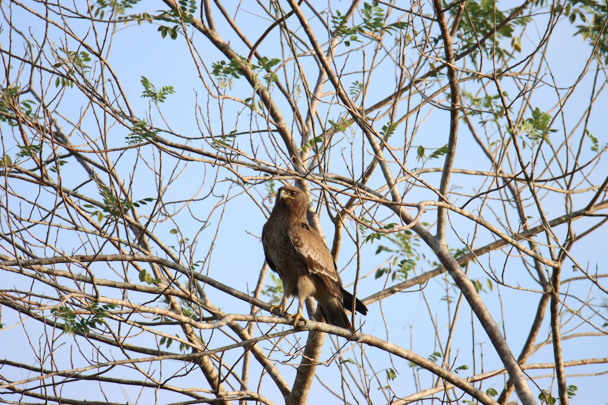 Indian Spotted Eagle - ML612328046