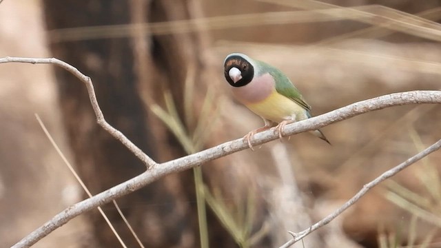 Gouldian Finch - ML612328056