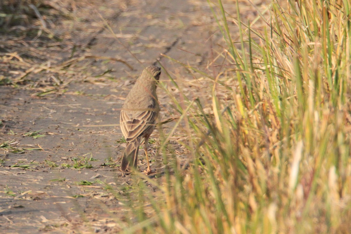 Long-billed Pipit - Marc Gálvez