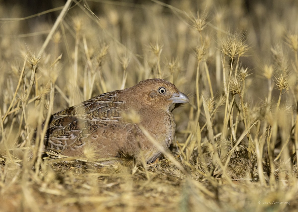 Little Buttonquail - ML612328112