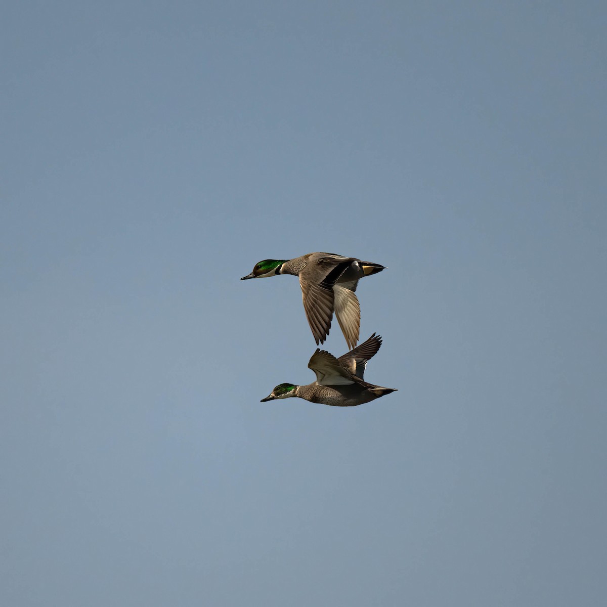 Falcated Duck - ML612328126