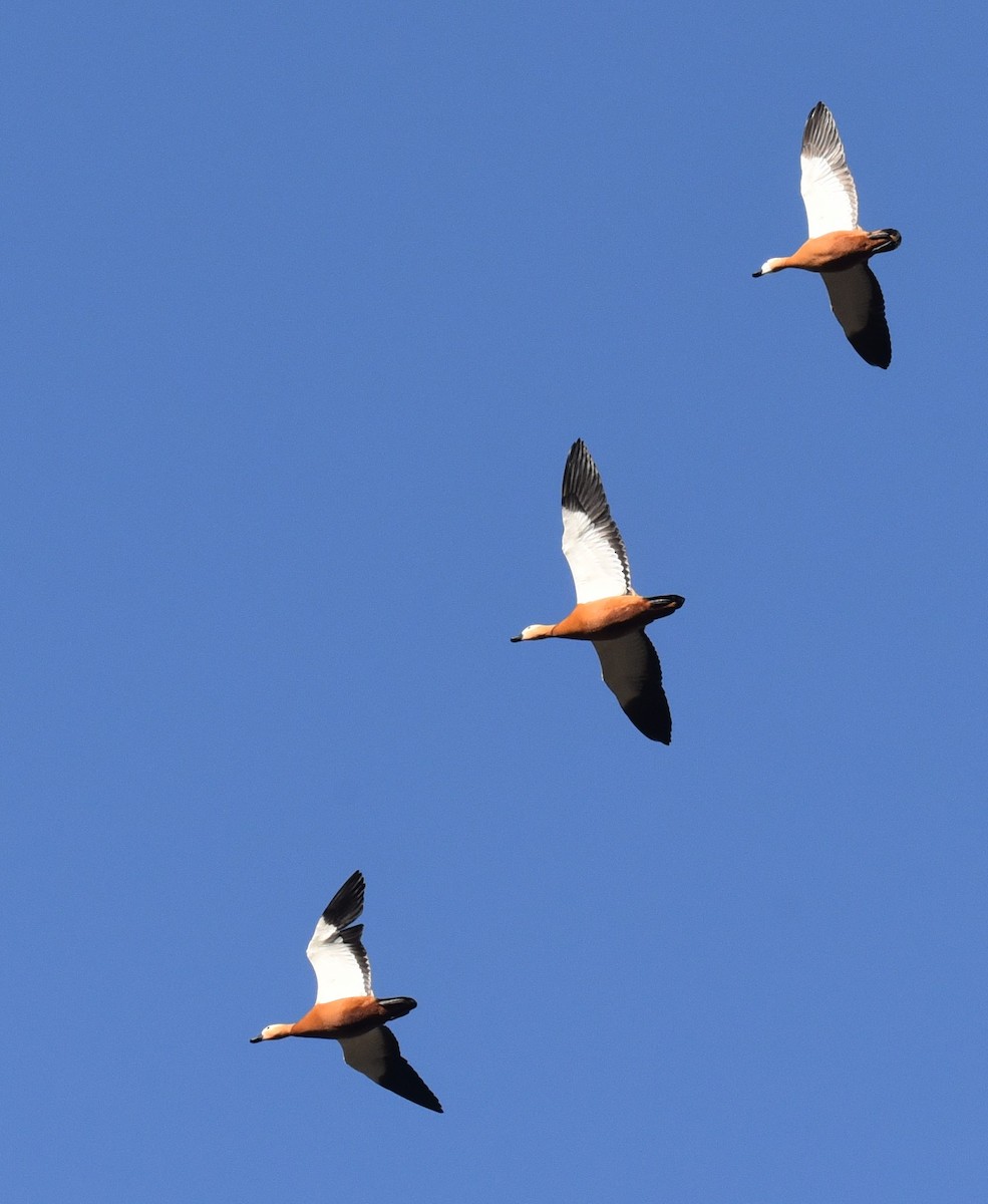 Ruddy Shelduck - ML612328190