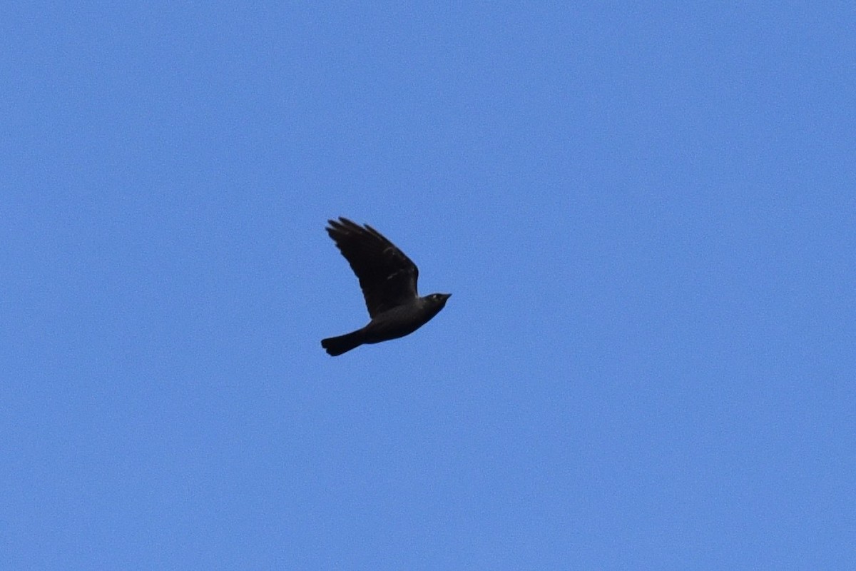 Eurasian Jackdaw - Christoph Randler