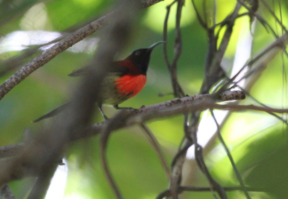 Black-throated Sunbird - ML612328264