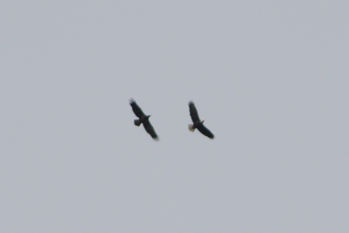 Bald Eagle - ML612328280