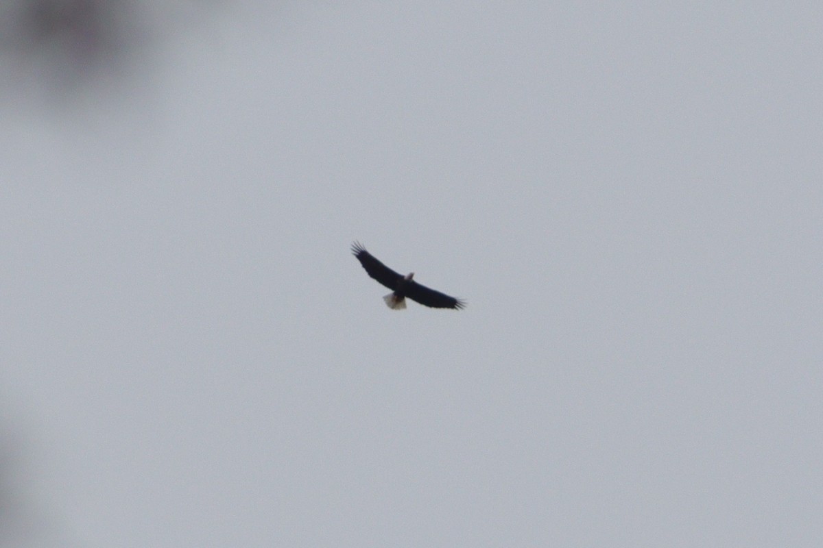 Bald Eagle - ML612328352