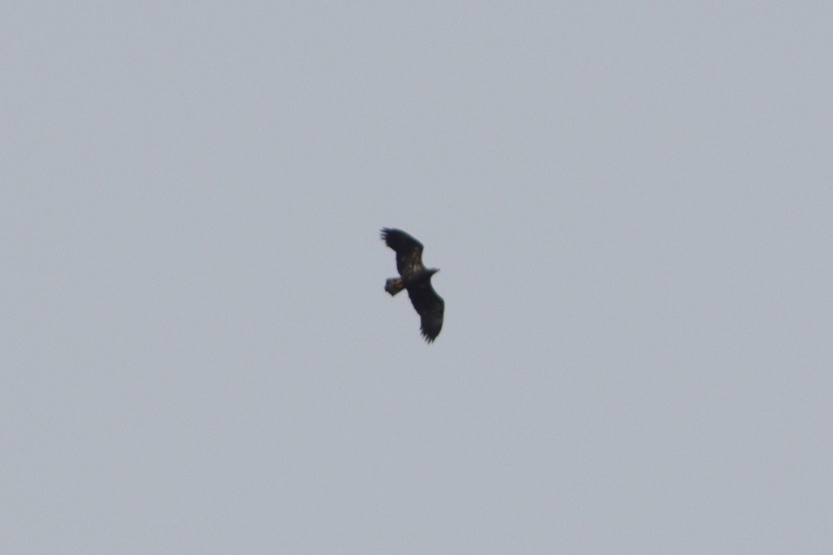 Bald Eagle - ML612328353