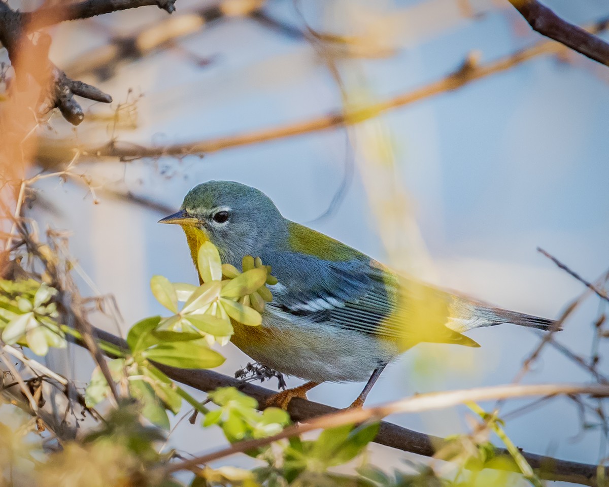 Northern Parula - Matthew Zeitler