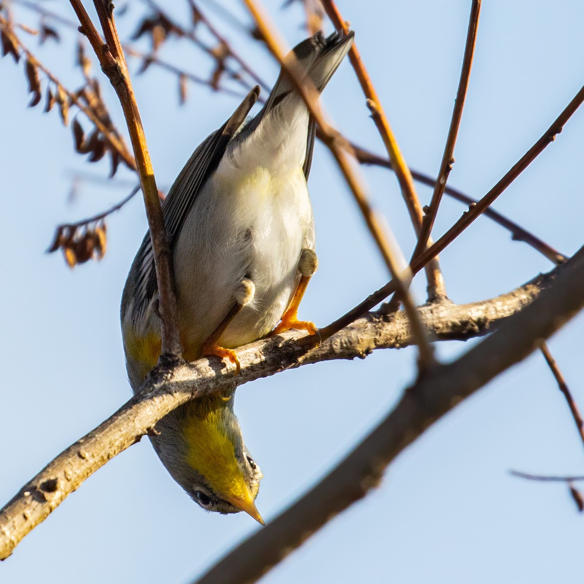 Northern Parula - Matthew Zeitler