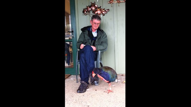 South Island Takahe - ML612328389