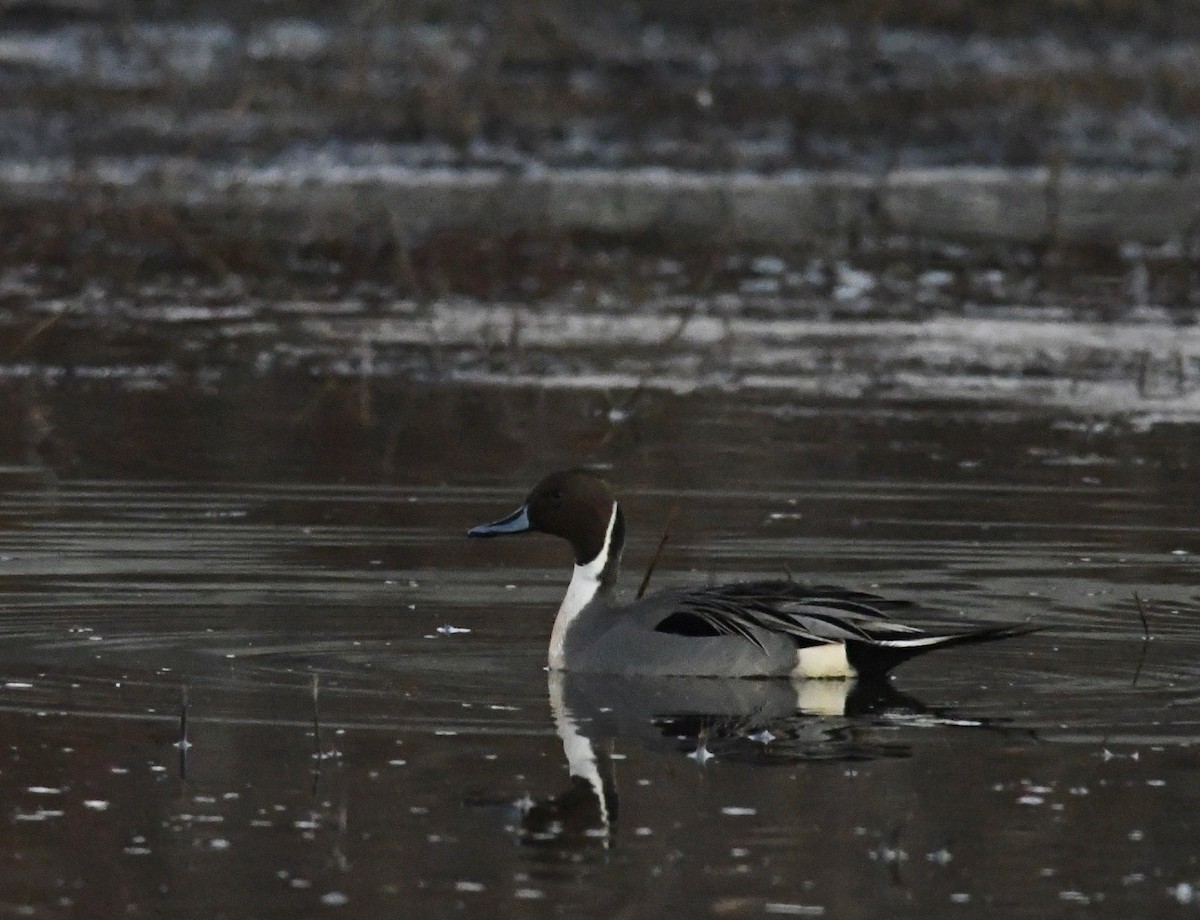 Northern Pintail - ML612328417