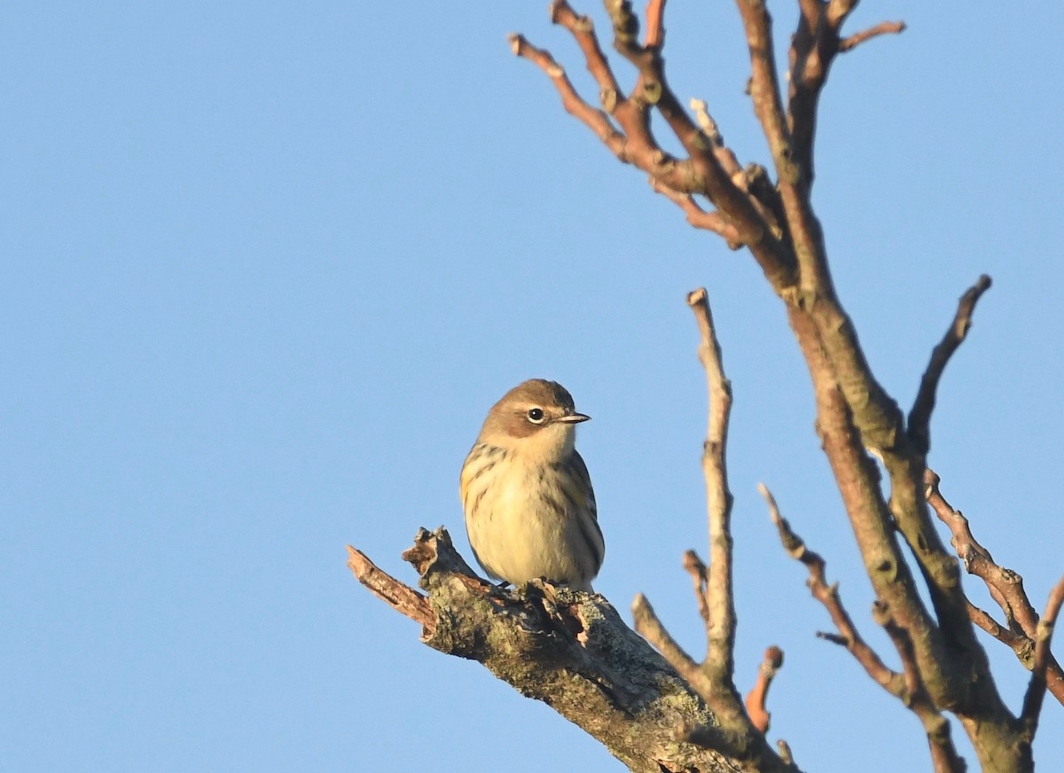 Yellow-rumped Warbler (Myrtle) - ML612328434