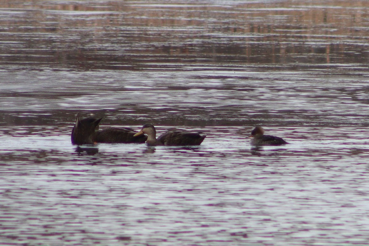 Hooded Merganser - ML612328451