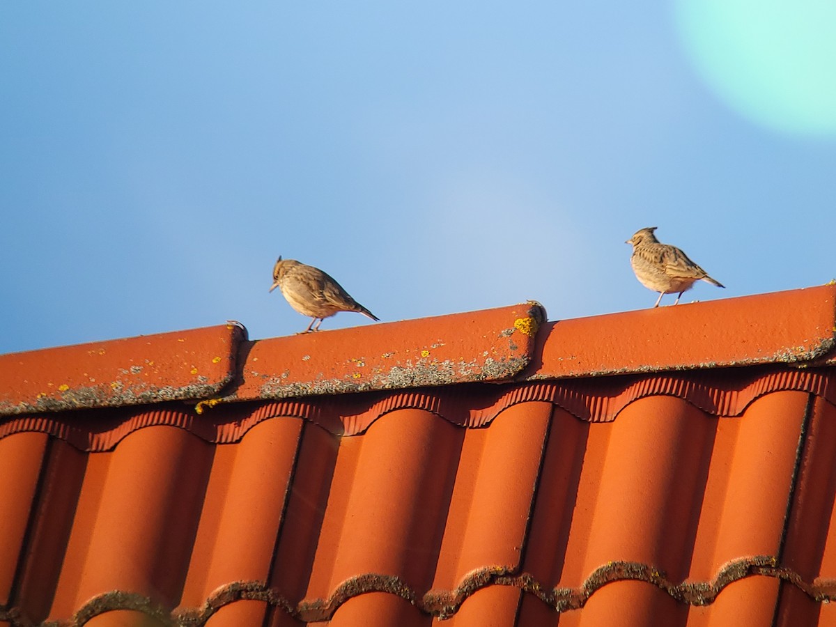 Crested Lark - ML612328458