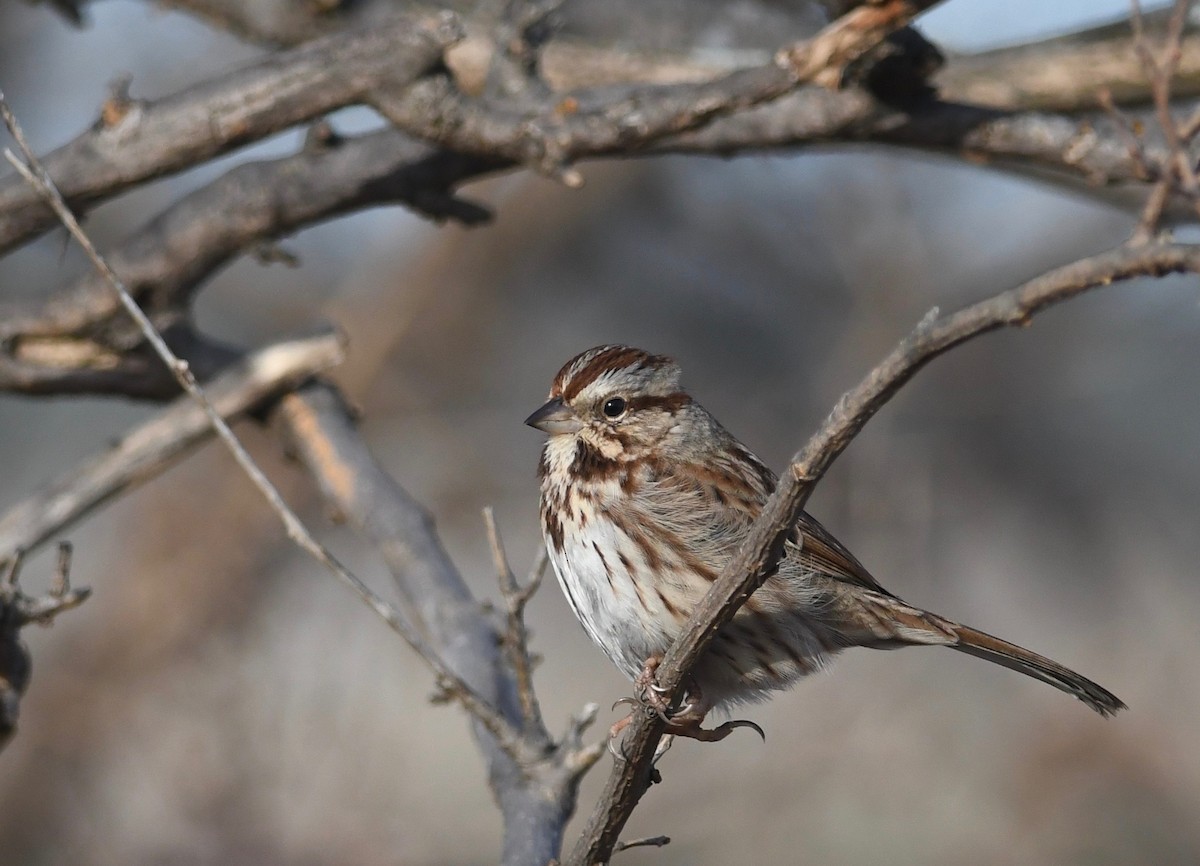 Song Sparrow - ML612328464