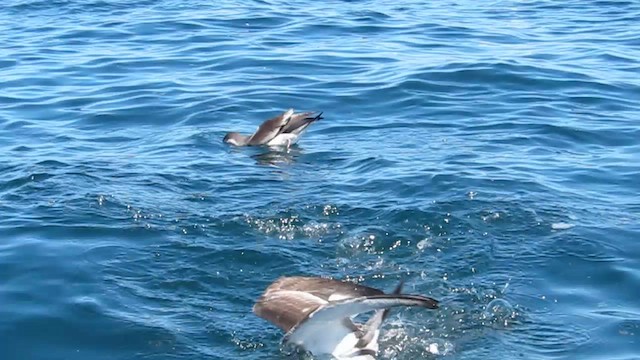 Buller's Shearwater - ML612328478