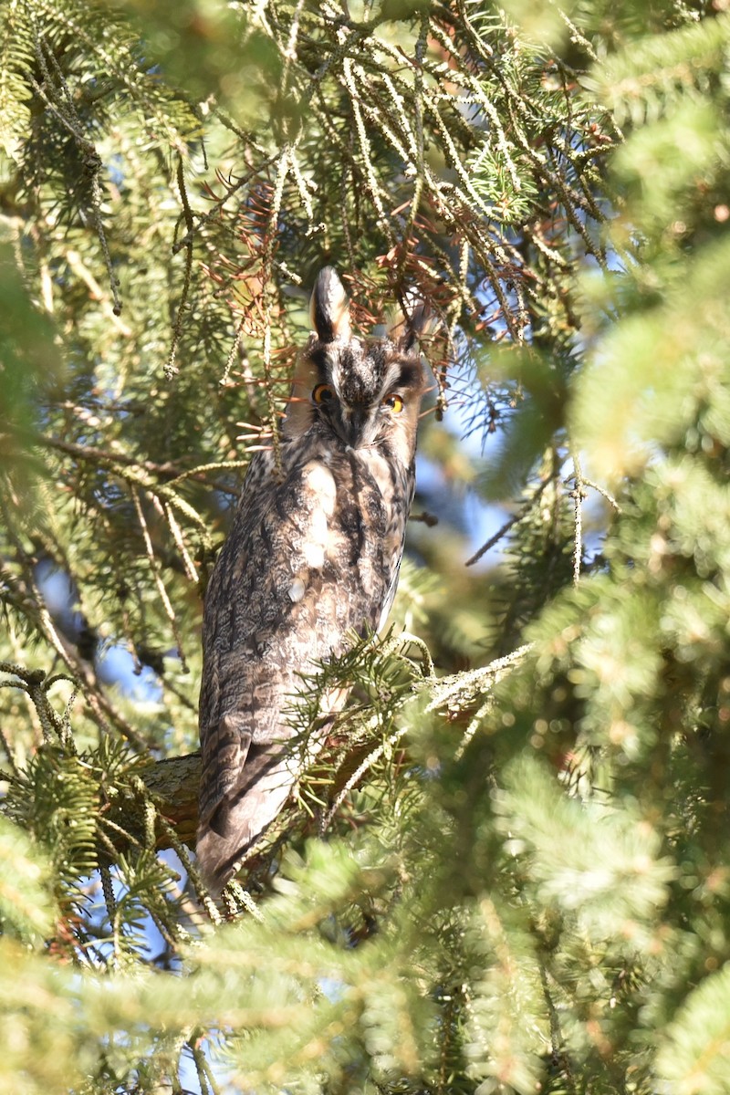 Long-eared Owl - Christoph Randler