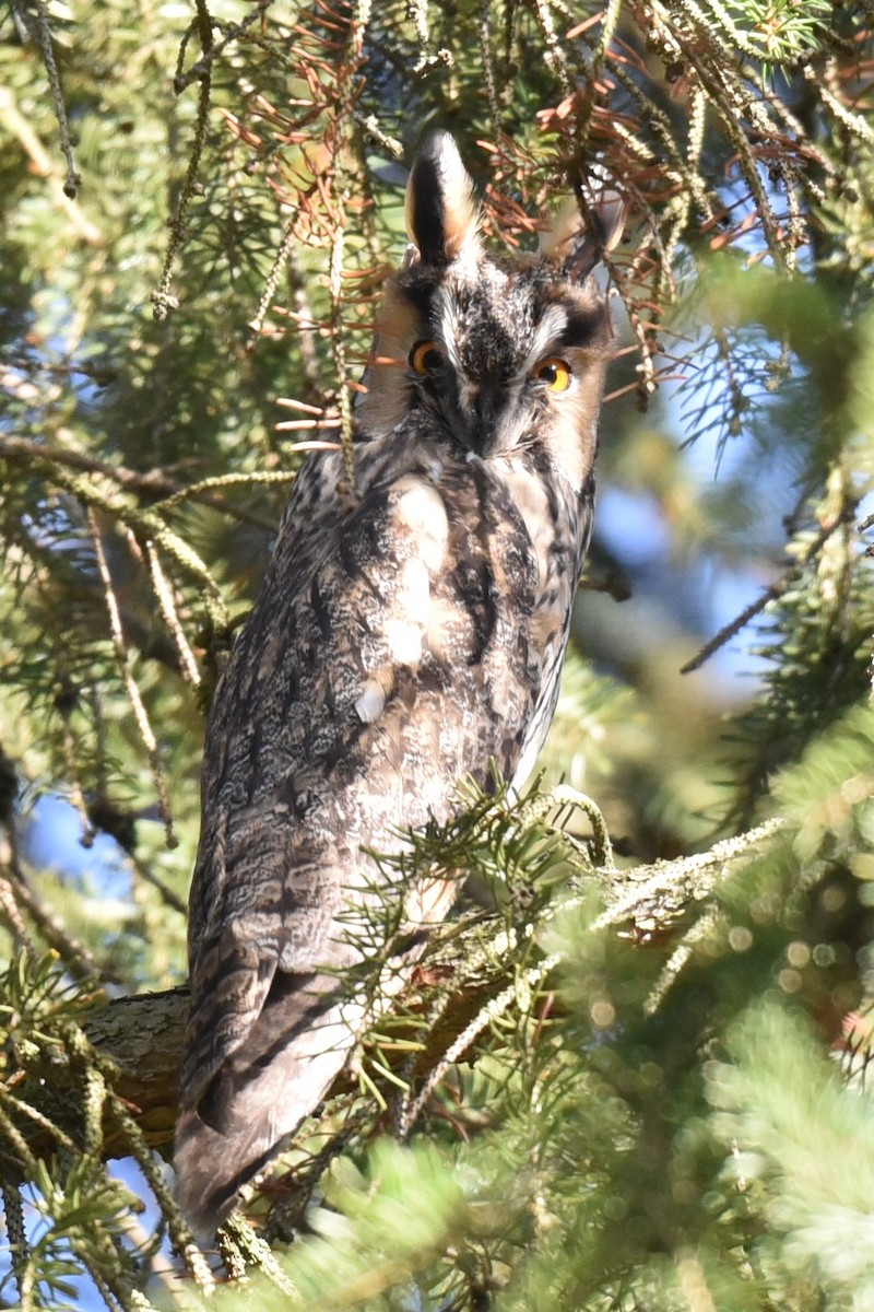 Long-eared Owl - Christoph Randler