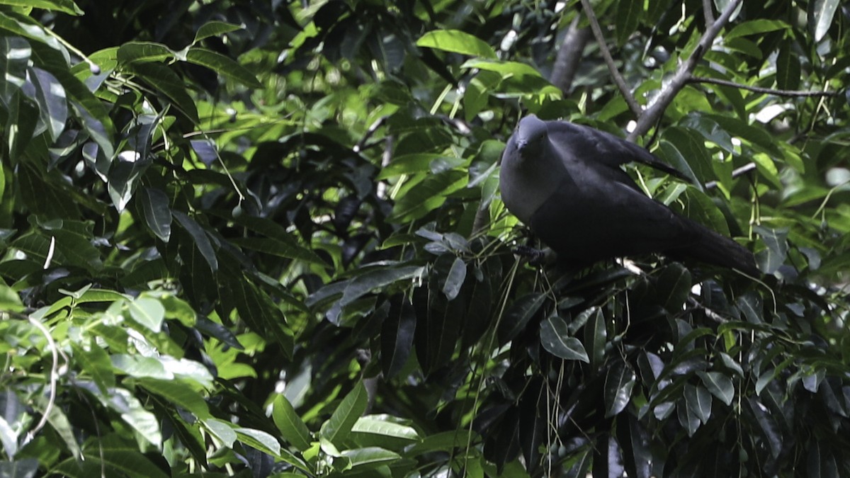 Timor Imperial-Pigeon - Robert Tizard