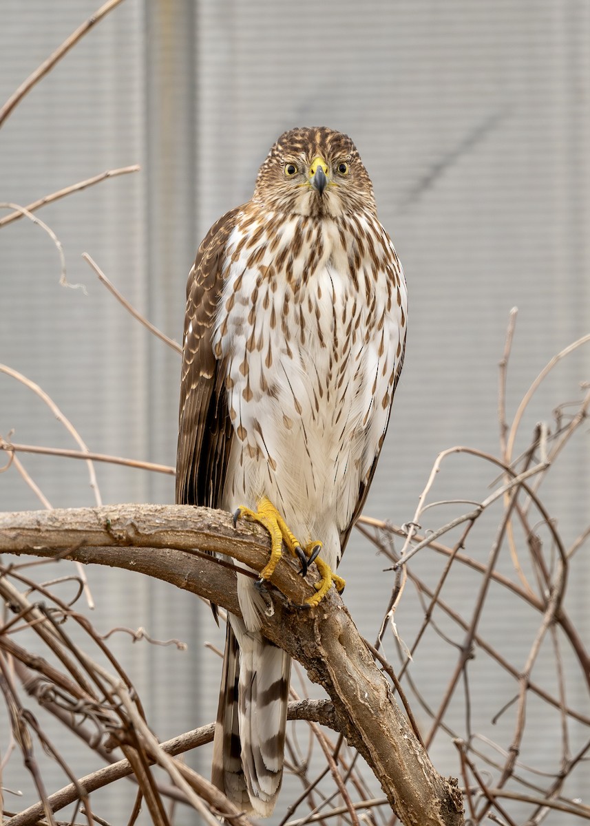 Cooper's Hawk - Rob Kanter