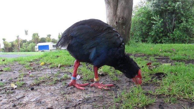 South Island Takahe - ML612328538