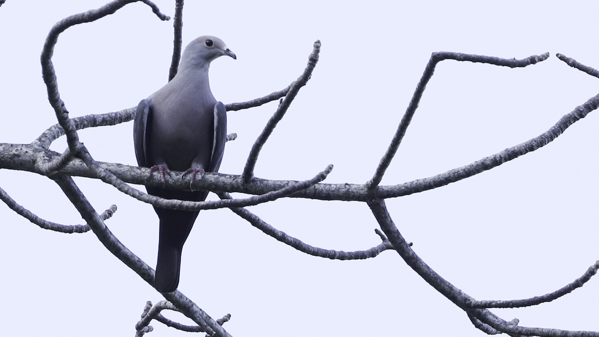 Pink-headed Imperial-Pigeon - ML612328559