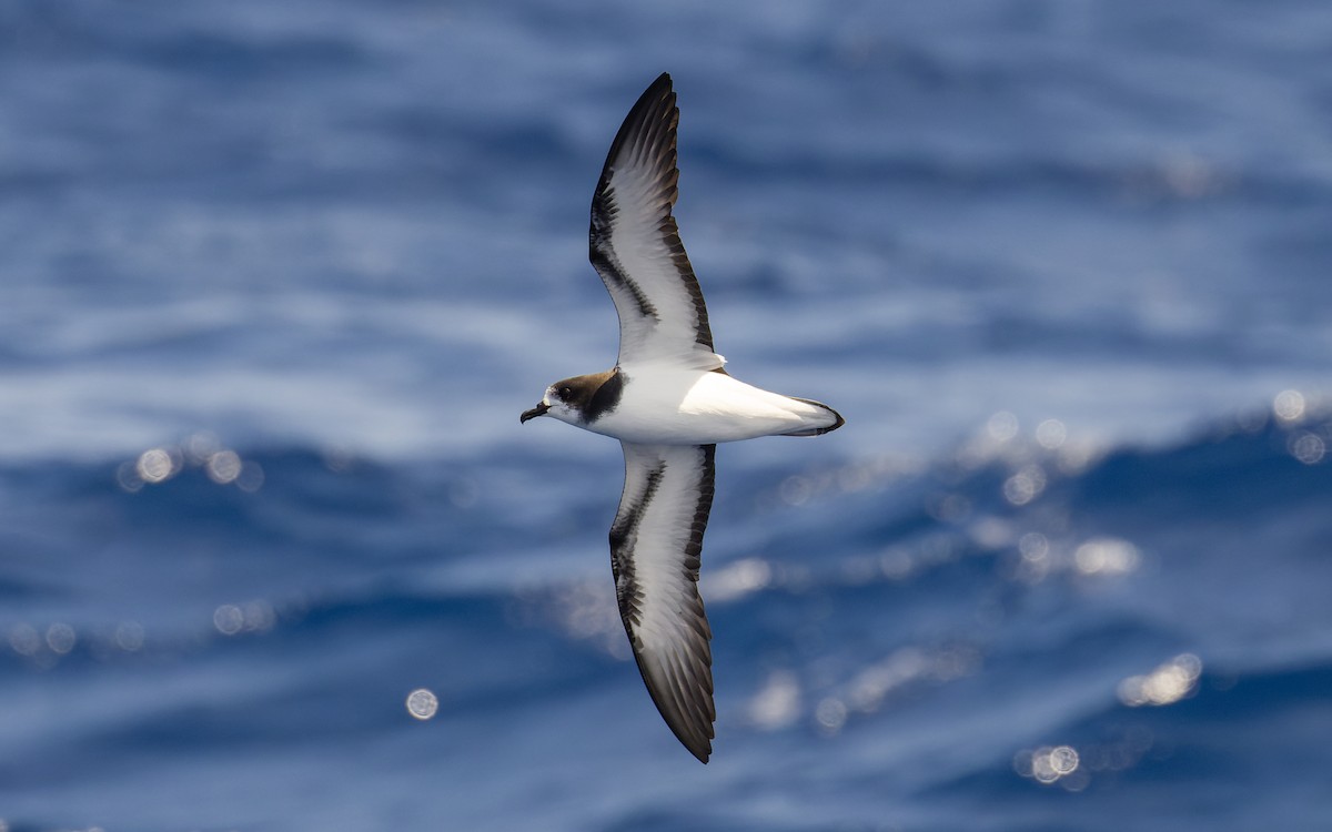 Petrel Aliblanco - ML612328586