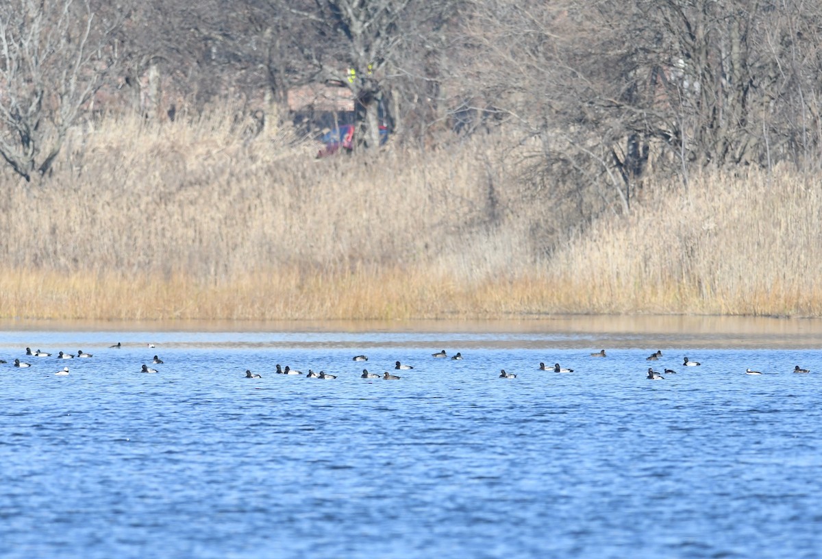 Lesser Scaup - ML612328605